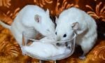 крысы едят йогурт