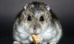 Hamster Rodent Dwarf Hamster Nager  - Lichtpuenktchen / Pixabay