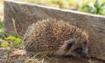 Hedgehog Animal Endearing Thorny