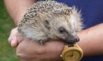 Hedgehog Spiny Mammal Handled  - Meatle / Pixabay
