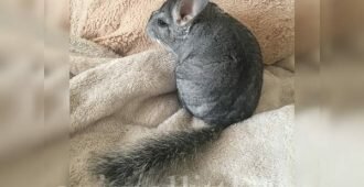 У шиншилл густая и мягкая шерсть